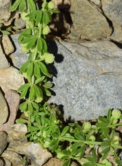 Galium verrucosum