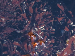 Sarcothalia scutellata