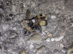 Bombus haematurus