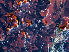 Sarcothalia scutellata