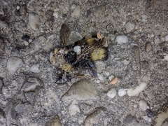 Bombus haematurus