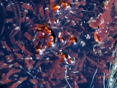 Sarcothalia scutellata