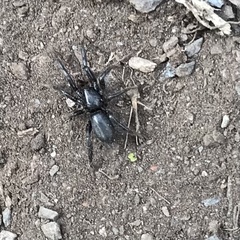 Trachyzelotes pedestris