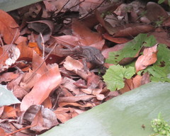 Gallotia caesaris gomerae