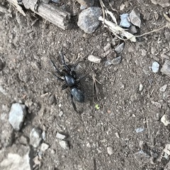 Trachyzelotes pedestris