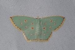Comostola meritaria