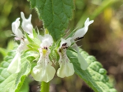 Stachys ocymastrum