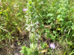Stachys ocymastrum