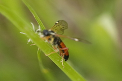 Tenthredopsis stigma