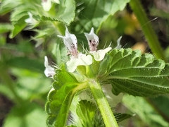 Stachys ocymastrum