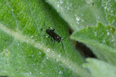 Macrophya albicincta