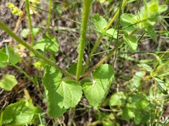 Stachys ocymastrum