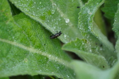 Macrophya albicincta