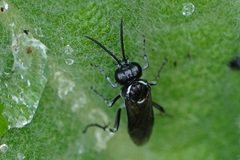 Macrophya albicincta