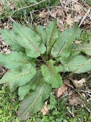 Rumex obtusifolius obtusifolius
