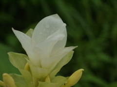 Curcuma caulina