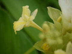 Curcuma caulina