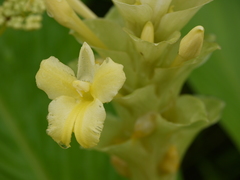 Curcuma caulina