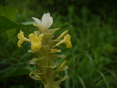 Curcuma caulina