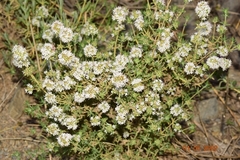 Thymus baeticus