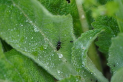 Macrophya albicincta