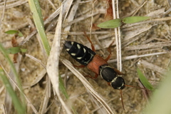 Staphylinus caesareus