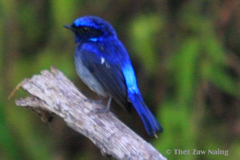 Niltava macgrigoriae