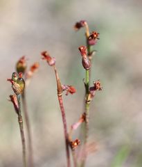 Tulbaghia alliacea