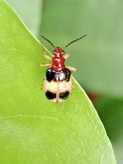 Criocerinae