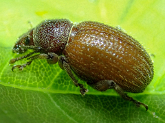 Otiorhynchus indefinitus