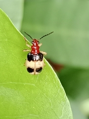 Criocerinae