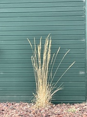 Calamagrostis × acutiflora