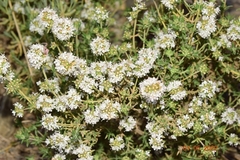 Thymus baeticus