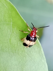 Criocerinae