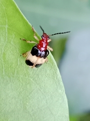 Criocerinae