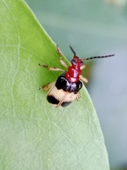 Criocerinae