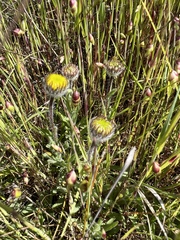 Erigeron supplex