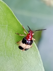 Criocerinae