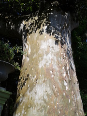 Platanus mexicana