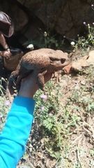 Bufo verrucosissimus