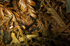 Batrachoseps incognitus