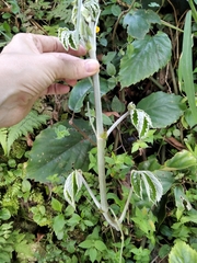 Tetrastigma voinierianum