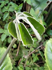Tetrastigma voinierianum