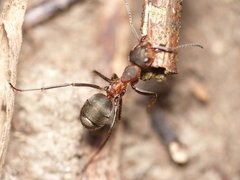 Formica pratensis