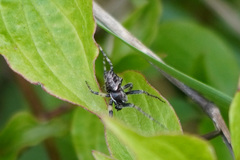 Gibbaranea bituberculata