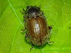 Otiorhynchus indefinitus