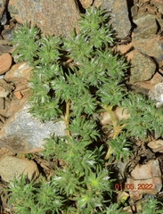 Paronychia capitata