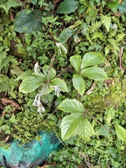 Tetrastigma voinierianum