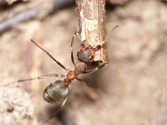 Formica pratensis
