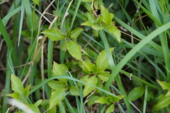 Gibbaranea bituberculata